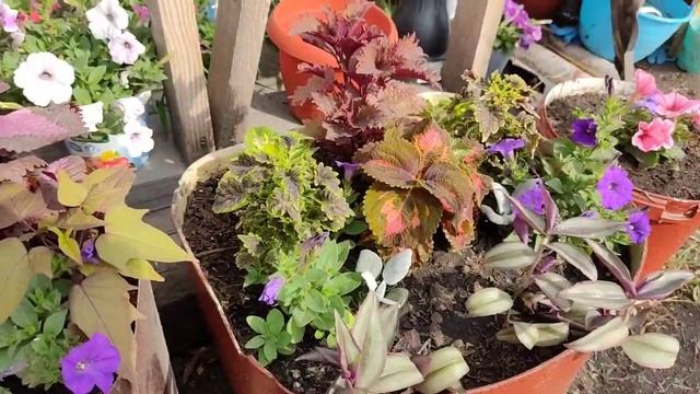 Колеусы в композиции. Что придумала в этом сезоне!