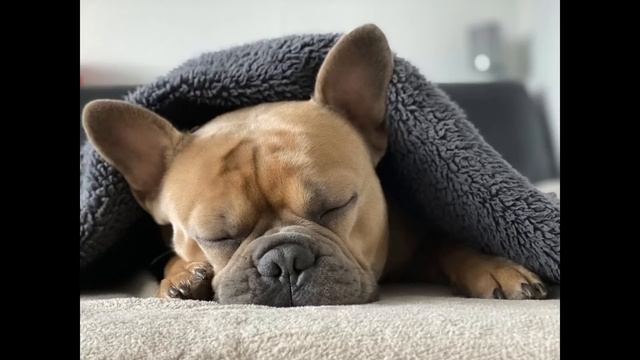 White Noise For Dogs 10 Hours NO ADS смотреть онлайн