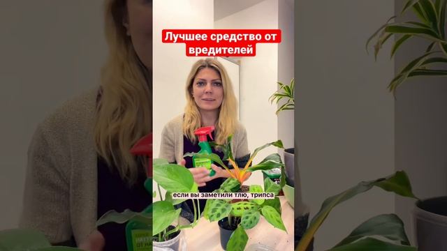 Безопасное средство для борьбы с белокрылкой, трипсами, паутинным клещем и гусеницами смотреть онлайн