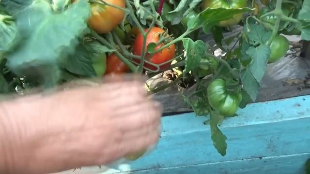 Томатные Гномы, которые все "облеплены" плодами и заваливаются на бок от обильного урожая. 6 сортов смотреть онлайн