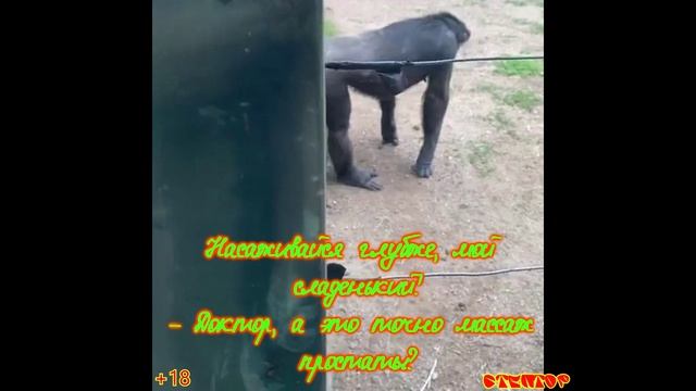анекдот-1 от 11 09 22. смотреть онлайн