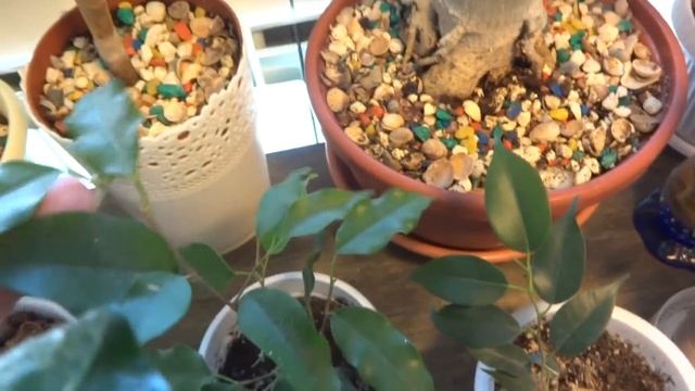 Цветы в моем доме. Комнатные растения. Фикусы. Мини коллекция. смотреть онлайн