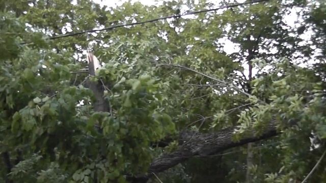 упавшее дерево 9 мая Краснодар смотреть онлайн