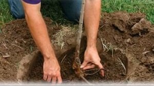 Выращивание сорта груши   августовская роса