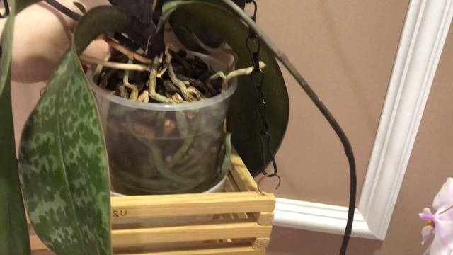 Phalaenopsis schilleriana "MSH" фаленопсис Шиллера смотреть онлайн