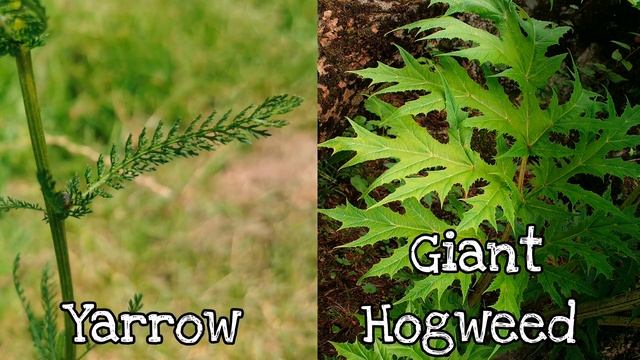 Yarrow - An Ancient Edible & Medicinal Herb ? Facts, Uses & Mythology (Achillea millefolium) смотреть онлайн