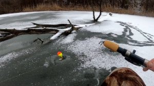 ЗИМОВАЛЬНАЯ ЯМА ПОЛНАЯ КАРПА.ЧЕМ ПИТАЕТСЯ И КАК ЖИВЁТ КАРП ЗИМОЙ.РЫБАЛКА ПО ПЕРВОМУ ЛЬДУ.