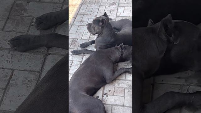 Нежатся в тенечке) #canecorso #канекорсо #канекорсоитальяно #dog #собака #шарпей смотреть онлайн