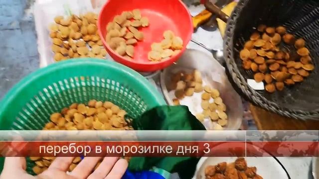 Заготовка косточек абрикос, персик на стратификацию смотреть онлайн
