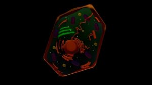 Биосинтез белка. Часть 1 - Органоиды клетки|Биология 9-11 класс