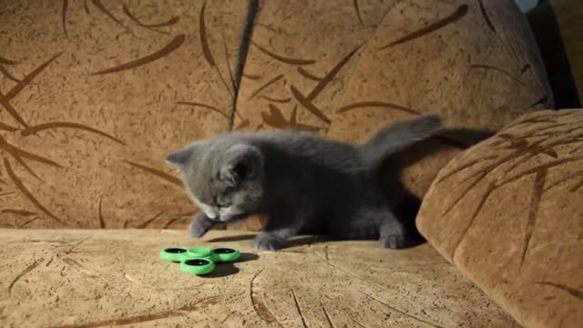 Скоттиш страйт, голубой
