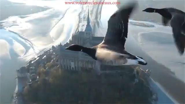 Стая гусей на воздухе смотреть онлайн