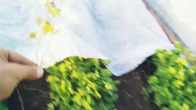 Выращивание кинзы смотреть онлайн