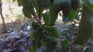 Актинидия. Морозостойкое мини Киви