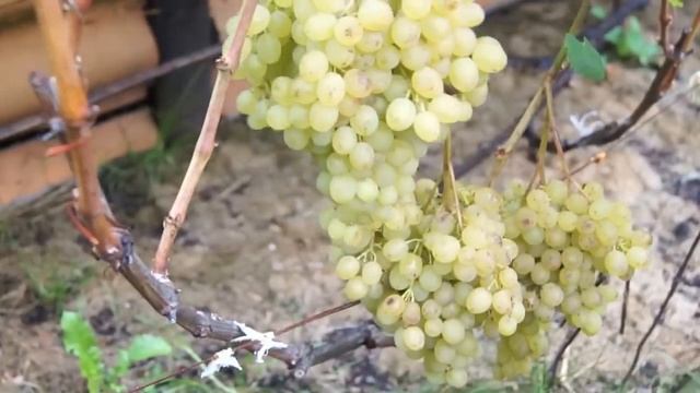 Обзор осеннего виноградника Вадима Точилина смотреть онлайн