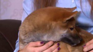 За нами хвост. Как воспитывать собаку Сиба-ину.