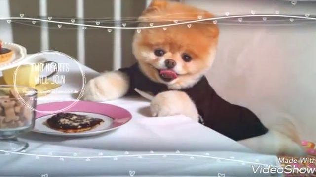 Самый милый щенок смотреть онлайн