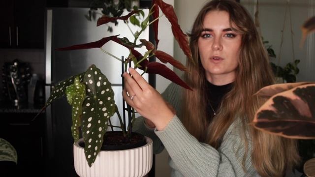 HOW and WHY to Stake Indoor Plants | Begonia Maculata and Ficus Elastica смотреть онлайн