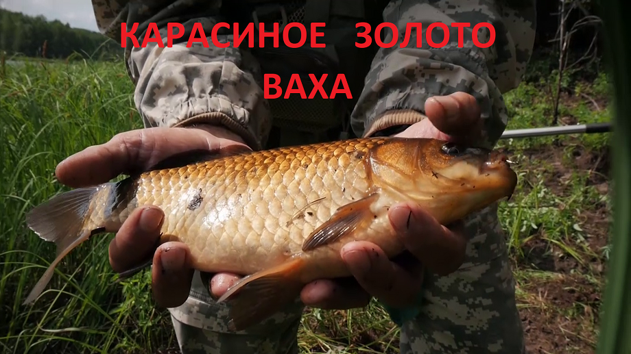 КАРАСИНОЕ ЗОЛОТО ВАХА