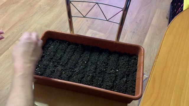 КАК ВЫРАСТИТЬ ЗЕЛЕНЬ НА ПОДОКОННИКЕ ? ОГОРОД на ОКНЕ/кориандр смотреть онлайн