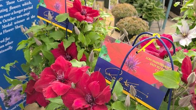 Clematis Nubia™ // SPECTACULAR Red Flowering Vine Part Of The Raymond Evison™ Collection