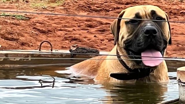 Bullmastiff Brasileiro Dog Breed - Facts and Information смотреть онлайн