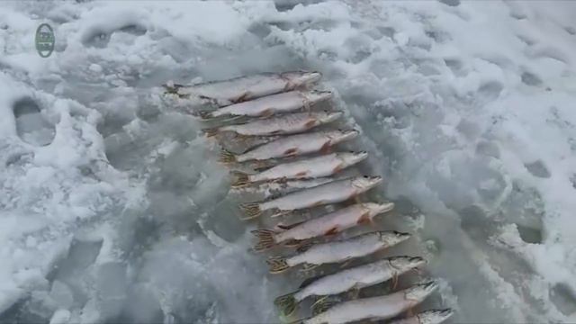 Рыбалка по последнему льду.Закрытие сезона в КАЗАХСТАНЕ обзо №83 смотреть онлайн