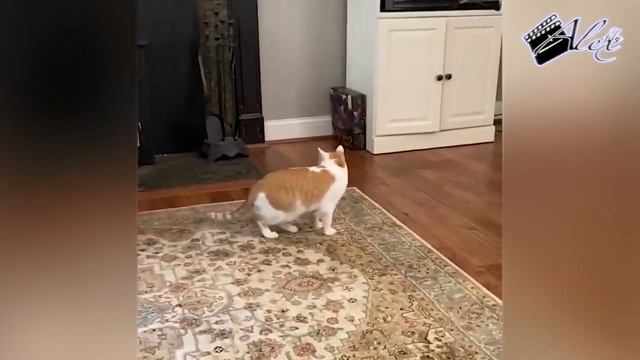 Смешные и забавные животные. #12. Funny and amusing cats. Funny Animals. смотреть онлайн