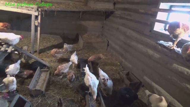 Наш молодой петух запел! Гуси ходят во дворе. смотреть онлайн