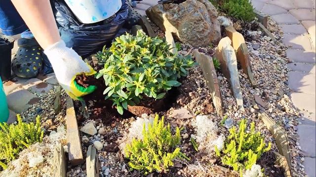 Без неё рододендрон расти не будет!!! смотреть онлайн