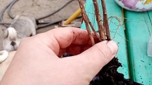 ?Сажаю супер сирень. Саженцы из Фикса. ?
