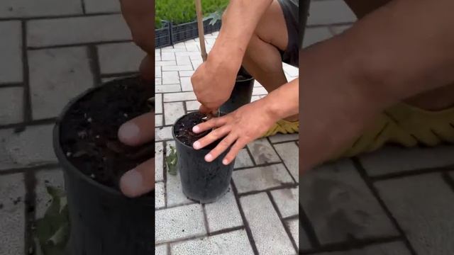 Клен на второй год после посева