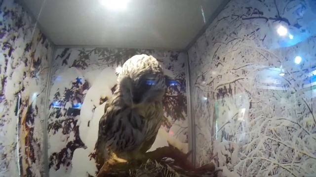 Золотое кольцо Карелии, заповедник водопад Кивач Ч.3 смотреть онлайн