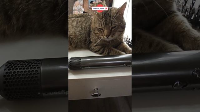 Васька и фен смотреть онлайн