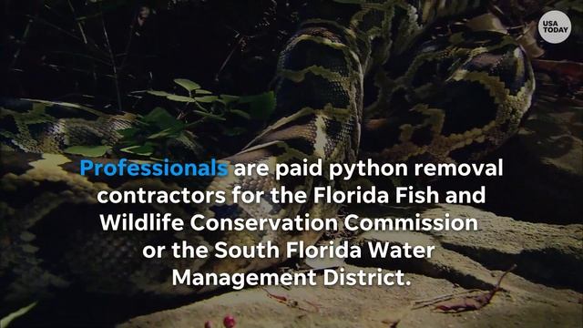 What is the Florida Python Challenge? 7 things to know смотреть онлайн