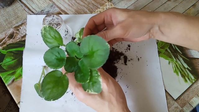 Детки фиалки! Пересадка : лучшая стимуляция для роста! смотреть онлайн