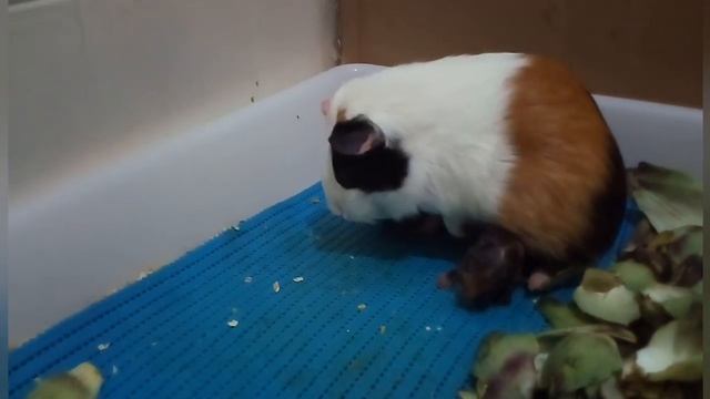 Роды морской свинки смотреть онлайн