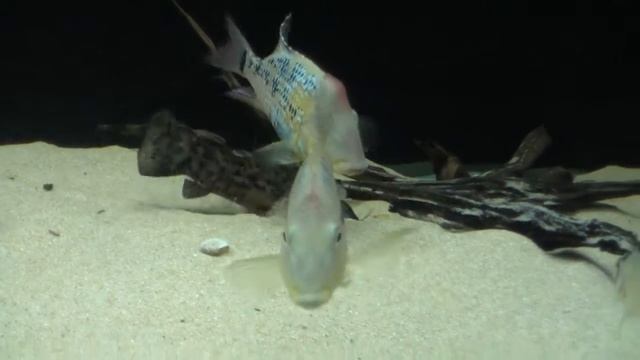Geophagus steindachneri group feeding смотреть онлайн