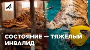 Как себя чувствует в хосписе смертельно раненый тигр?