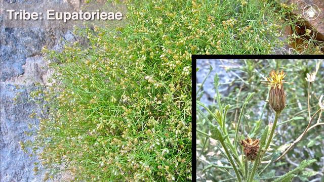 Pleurocoronis pluriseta (bush arrowleaf) смотреть онлайн