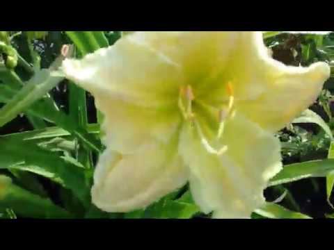 Мое хобби - мой сад. смотреть онлайн