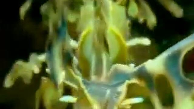 Красота природы А.Иосипишин.mpg смотреть онлайн