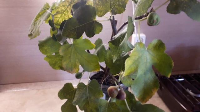 Инжир Кадота смотреть онлайн