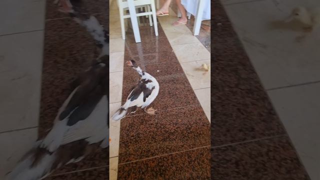 Доминикана, животные и птицы отеля Vista Sol Punta Cana смотреть онлайн