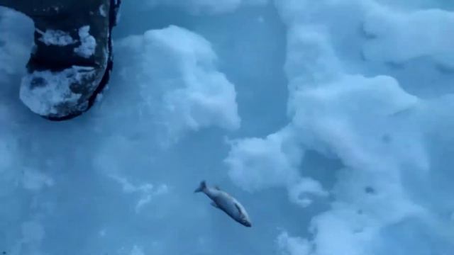 Рыбалка на Ельца! смотреть онлайн