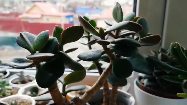 Всё обрезать, всё переукоренить. Мои кактусы и суккуленты. смотреть онлайн