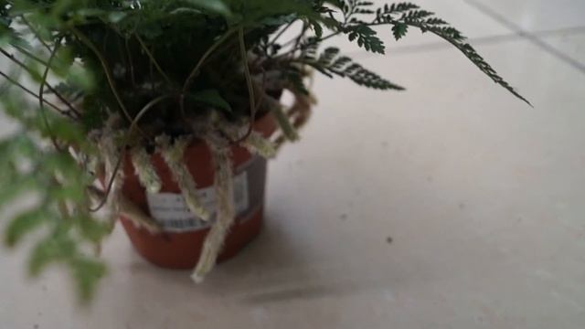 Комнатный цветок "Даваллия" (Davallia) смотреть онлайн