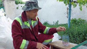 как размножить жимолость / зеленое черенкование жимолости