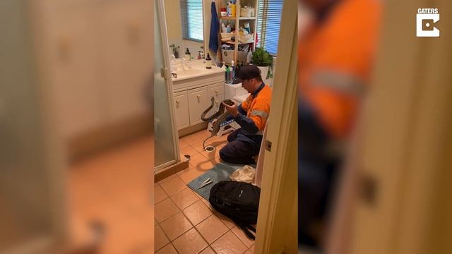 Huge Python Is Pulled Out From Bathroom Drain смотреть онлайн