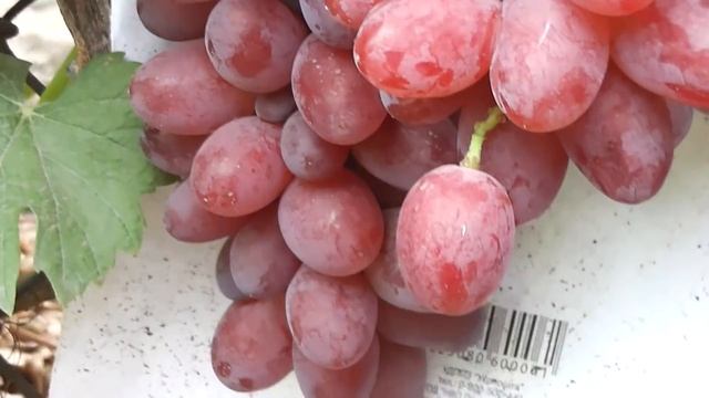 Мускат гурманный, Жар-птица, Минор, Мармеладочка, Упругий, Розовый журавчик, Большой смотреть онлайн